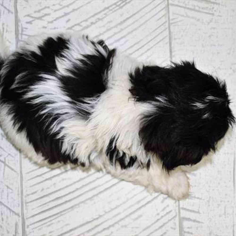 carousel pet images