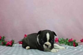 Boston Terrier
