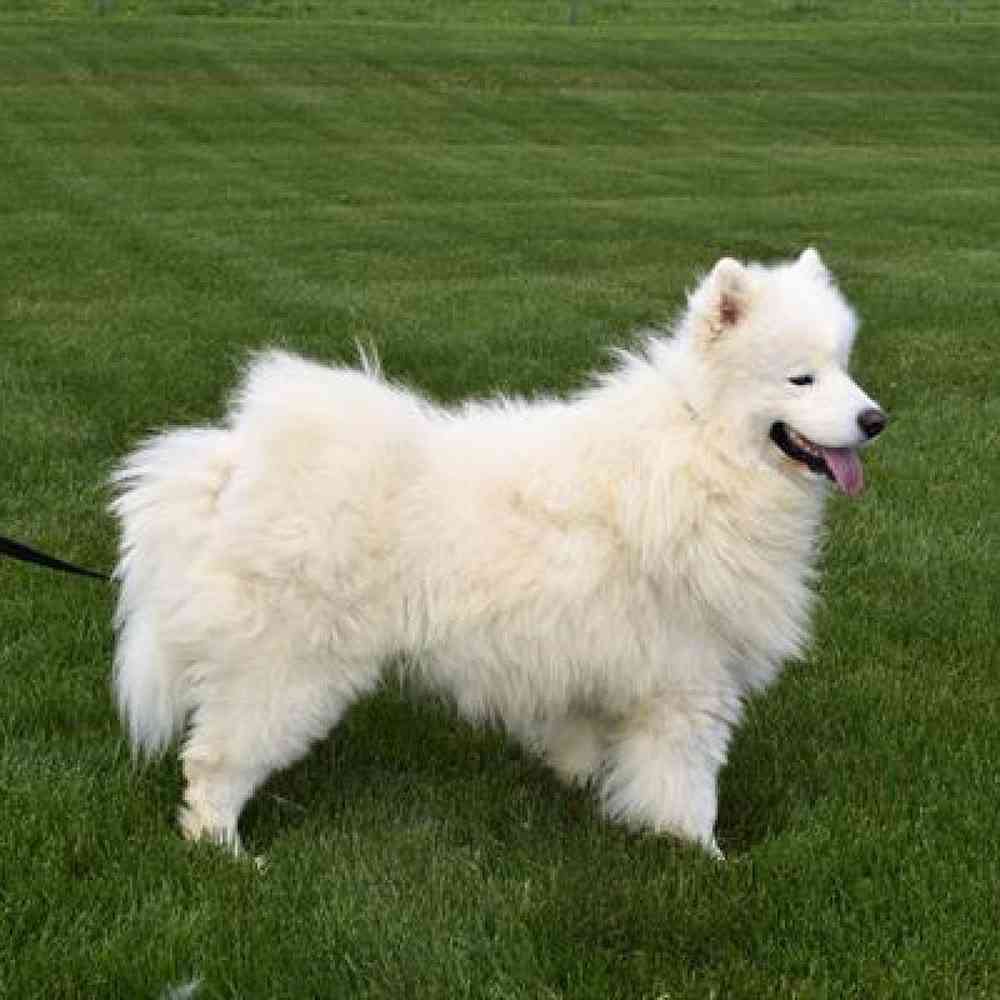 Female Samoyed Puppy for sale