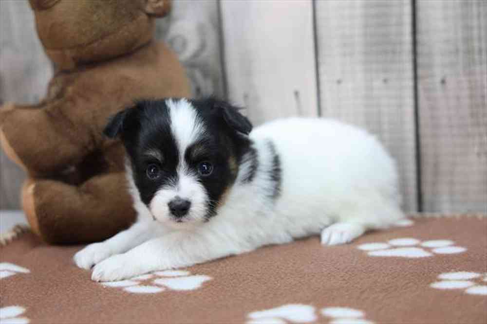 carousel pet images