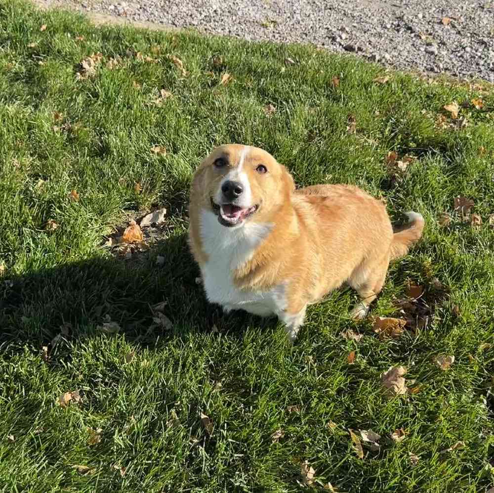 Female Pembroke Welsh Corgi Puppy for Sale in Millersburg, IN