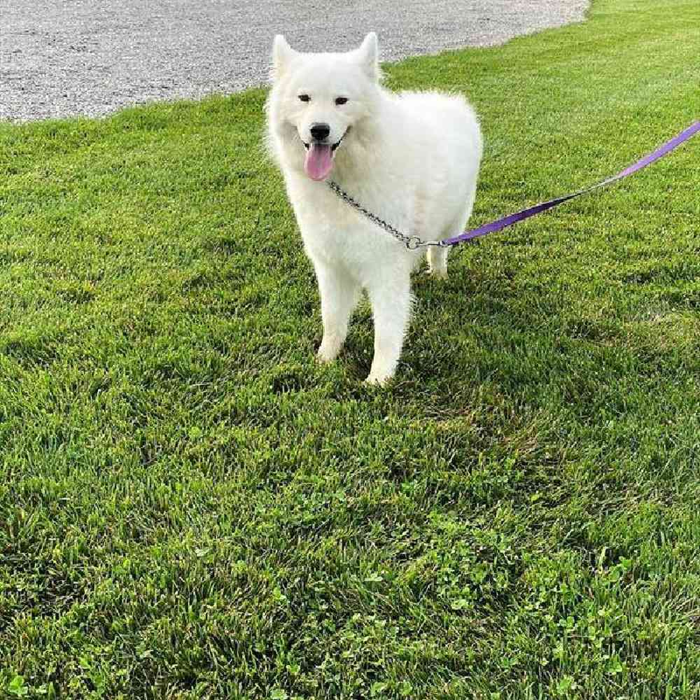 Male Samoyed Puppy for Sale in Millersburg, IN