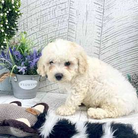 Cavachon