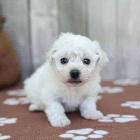 Bichon