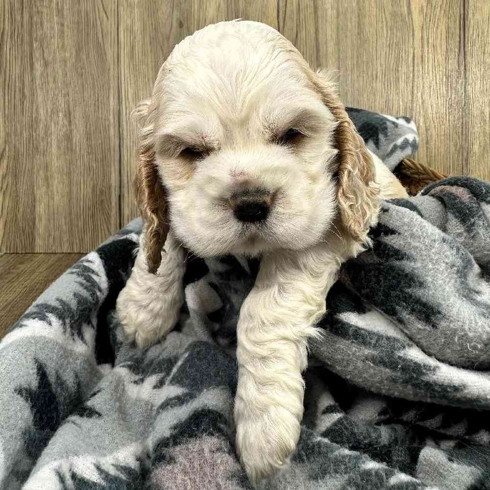 Female Cocker Spaniel Puppy for Sale in Millersburg, IN