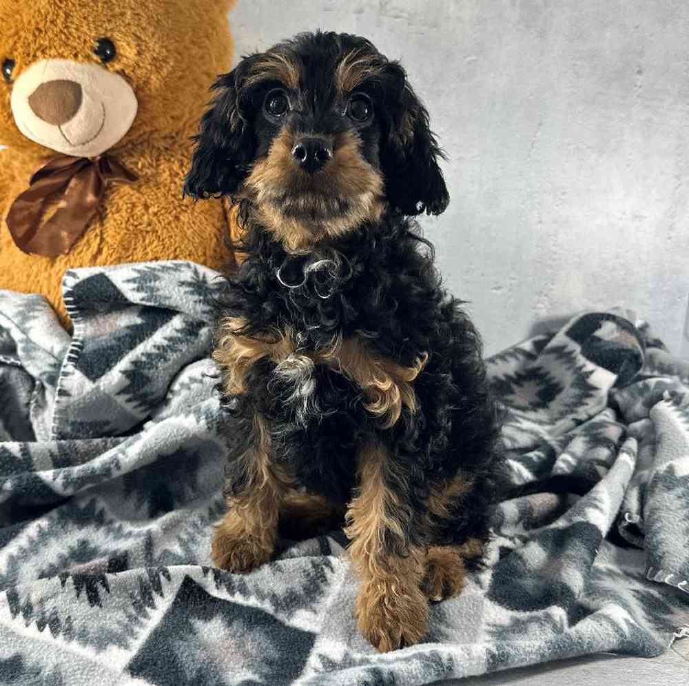 Female Cavapoo Puppy for Sale in Millersburg, IN