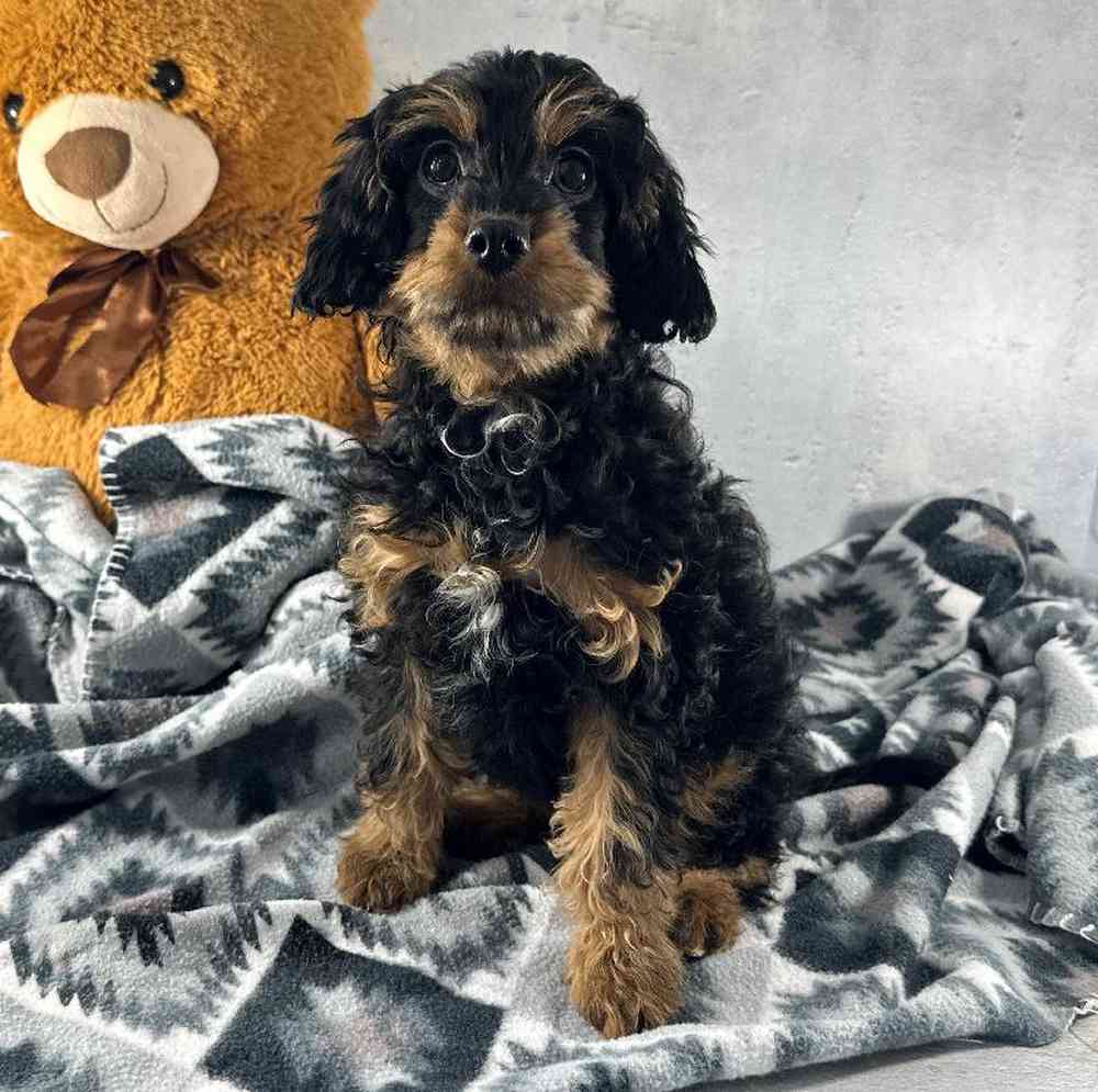 carousel pet images