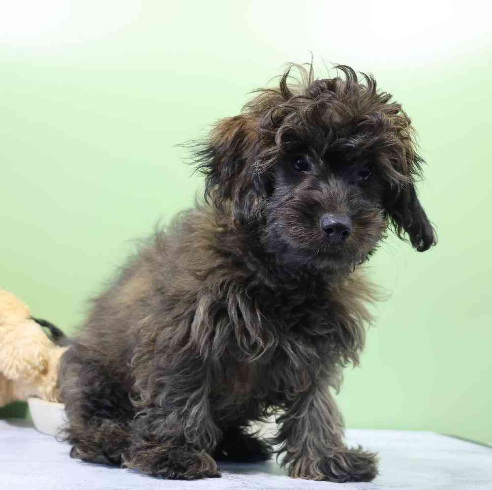 Male Doxiepoo Puppy for Sale in Millersburg, IN