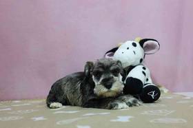 Mini Schnauzer