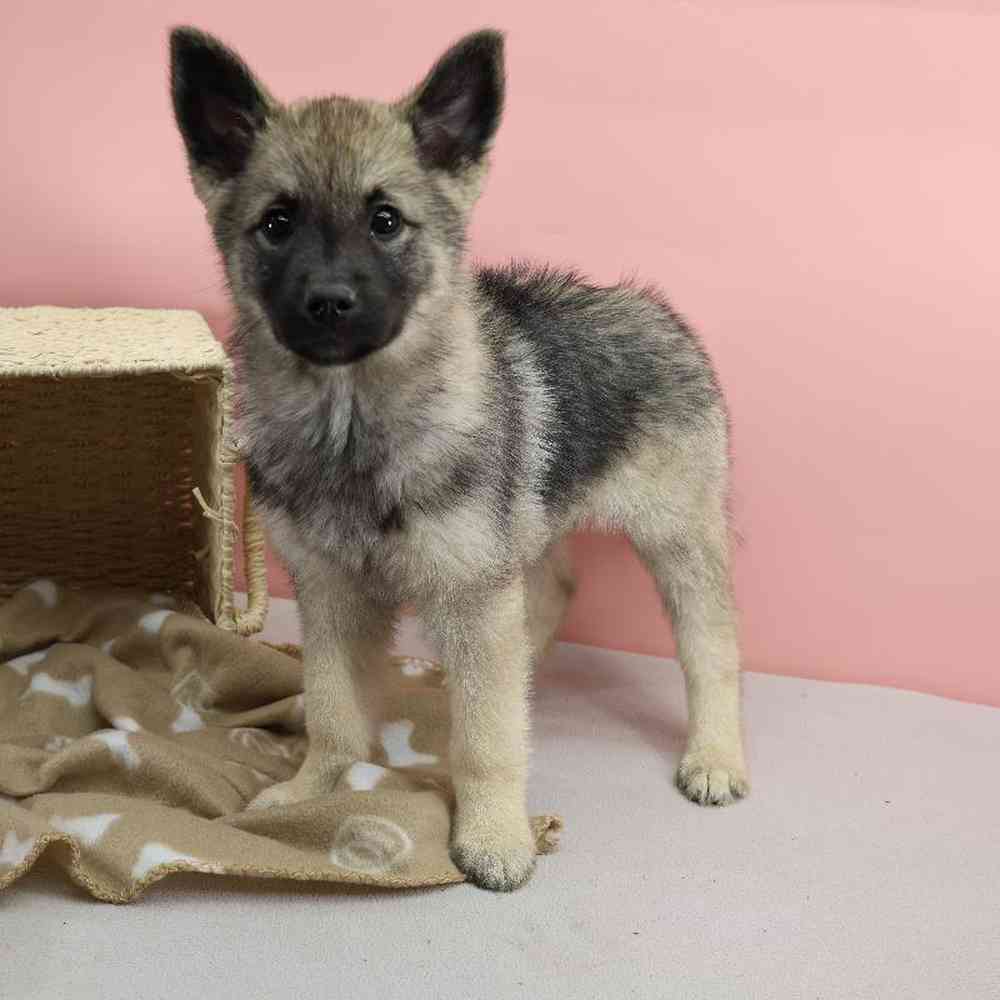 Female Norwegian Elkhound Puppy for Sale in Millersburg, IN