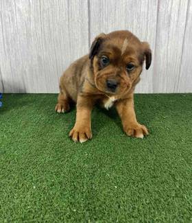 3/4 Frenchie 1/4 Bull Mastiff