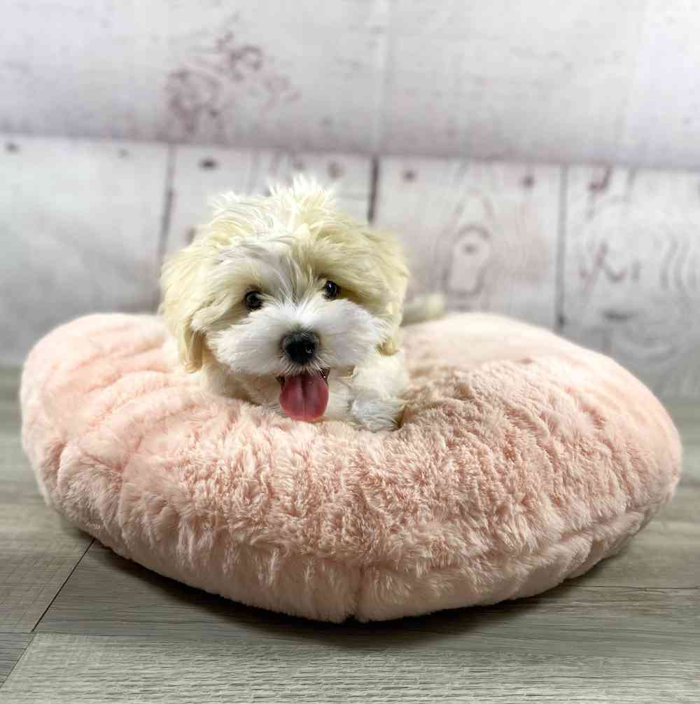 carousel pet images