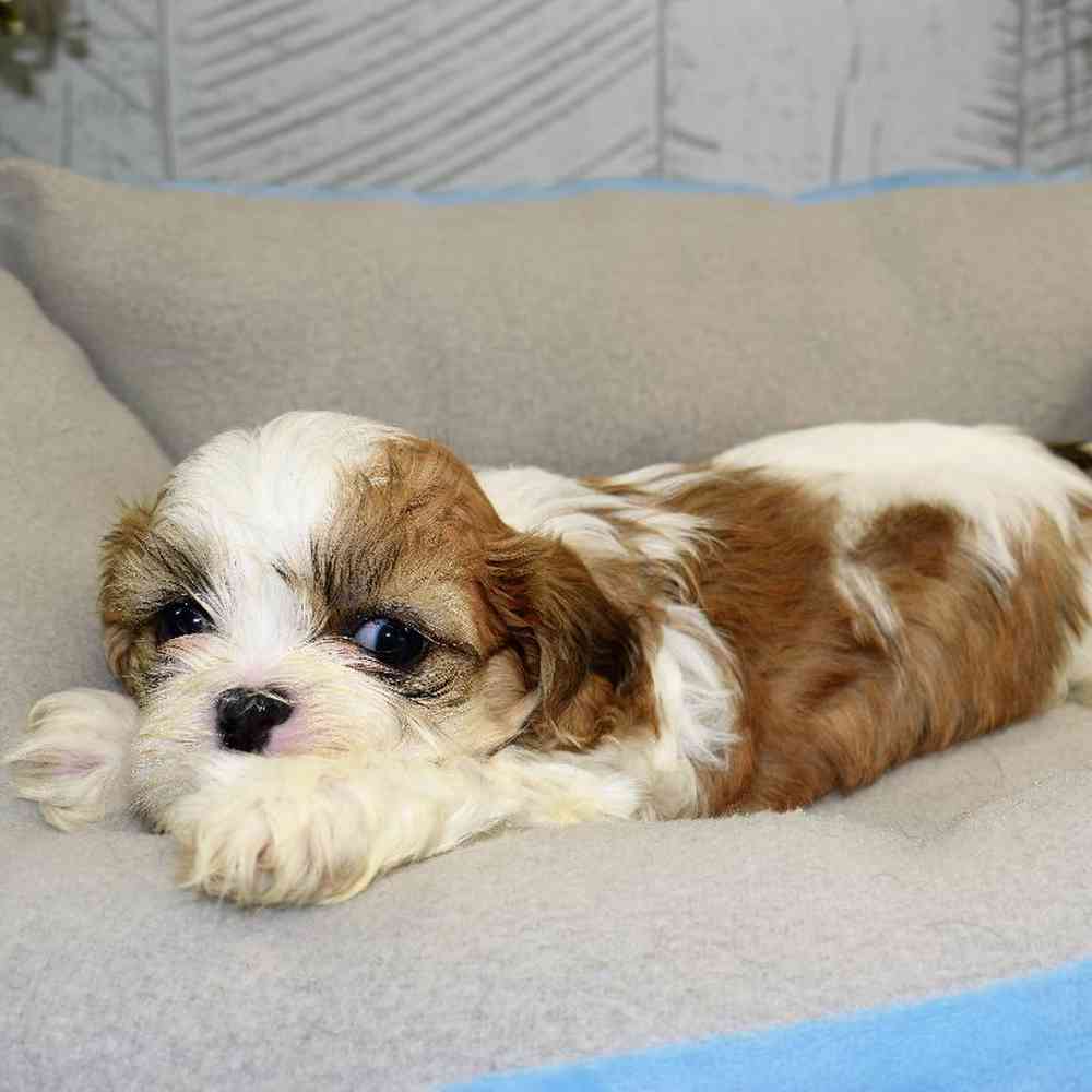 Male Shih Tzu Puppy for sale