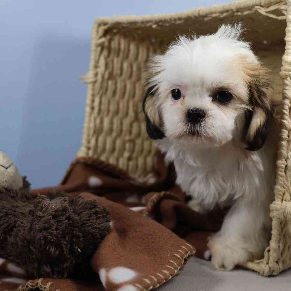 carousel pet images