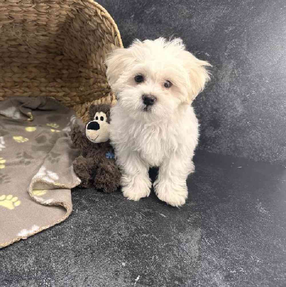 Male Shichon Puppy for Sale in Millersburg, IN