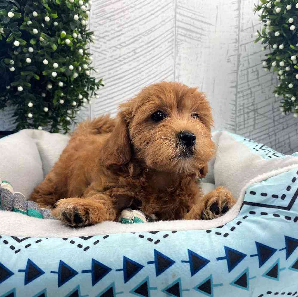 carousel pet images