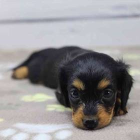 Dachshund