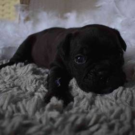 Bullmastiff/French Bull Dog