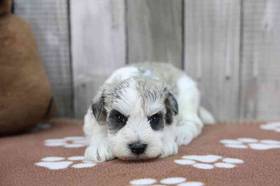 Mini Schnauzer