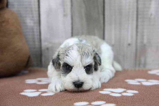 Mini Schnauzer