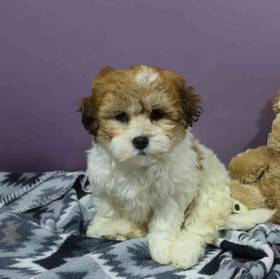 Shichon