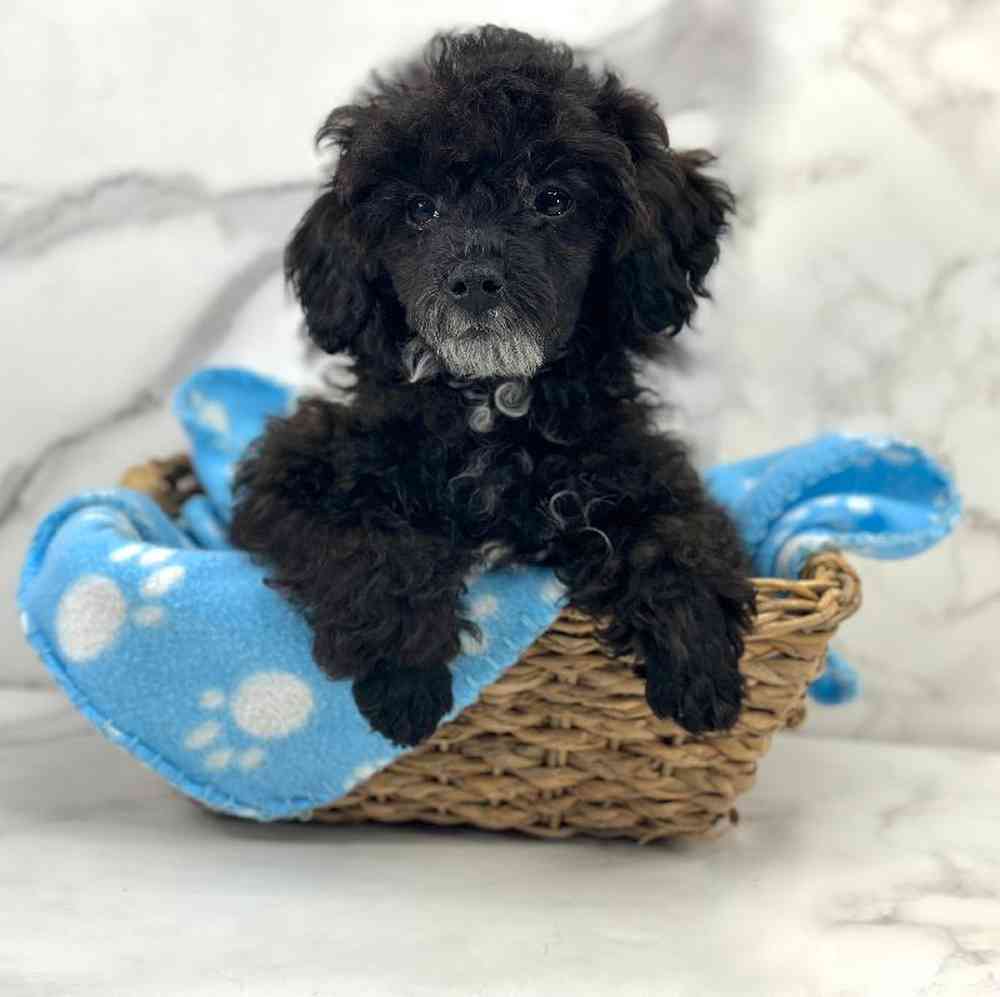 Male Mini Poodle Puppy for Sale in Millersburg, IN