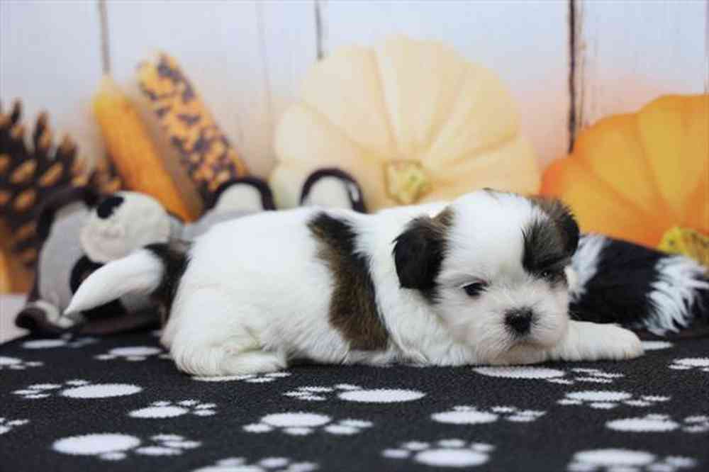 carousel pet images