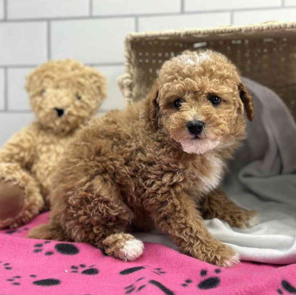 Female Mini Poodle Puppy for Sale in Millersburg, IN