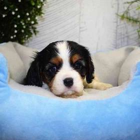 Cavalier King Charles Spaniel