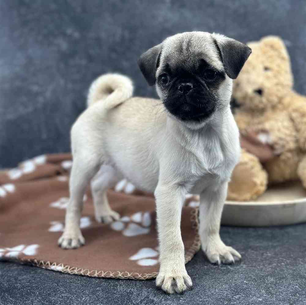 carousel pet images