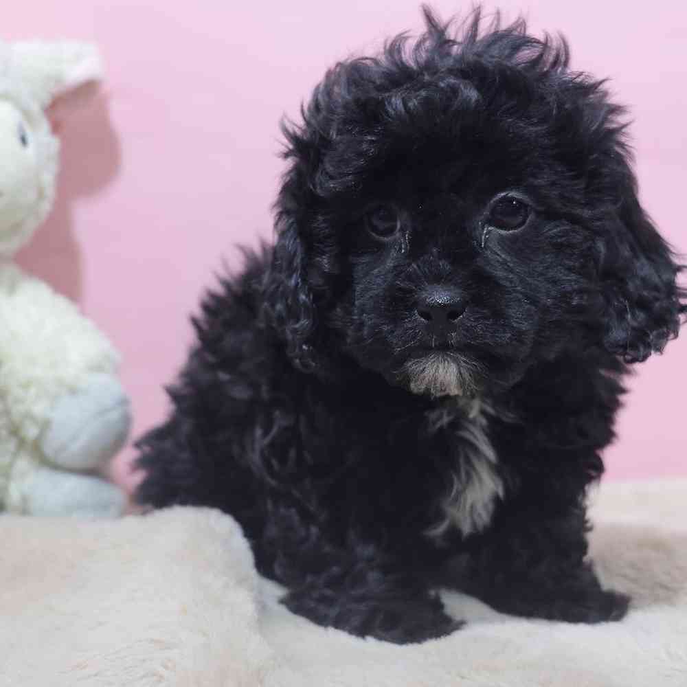 Female Shipoo Puppy for Sale in Millersburg, IN