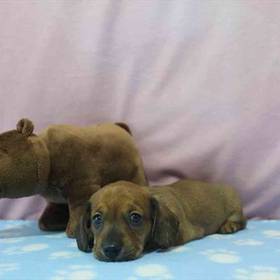 Dachshund