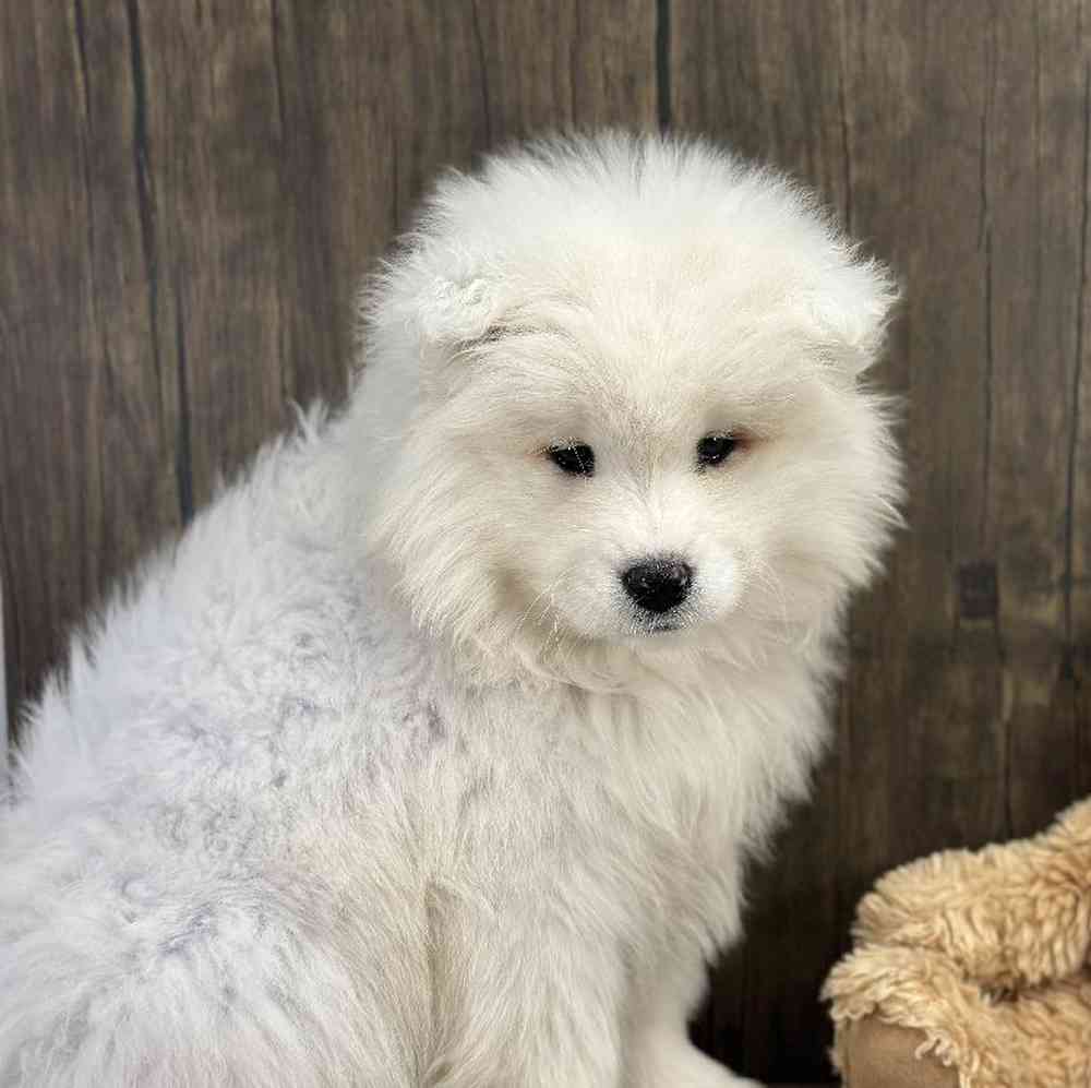 Female Samoyed Puppy for Sale in Millersburg, IN