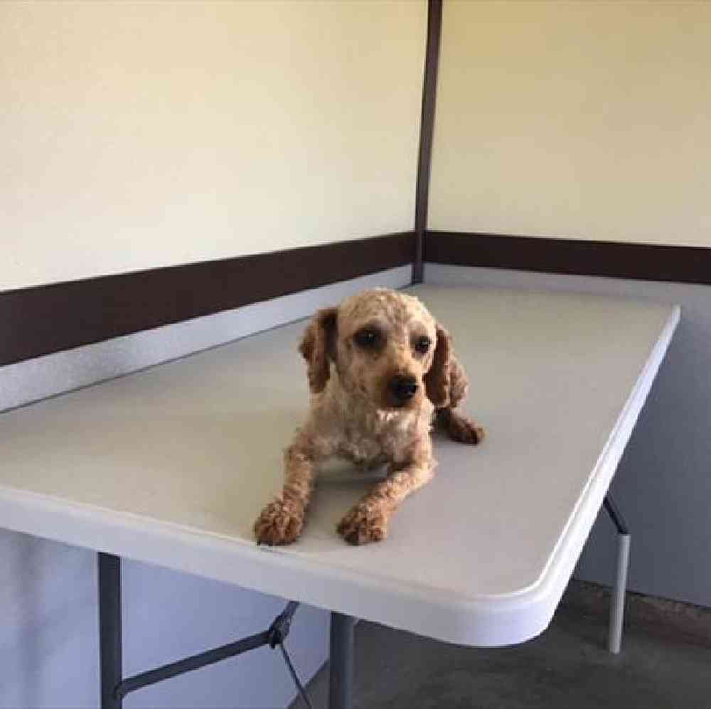 Male Mini Poodle Puppy for Sale in Millersburg, IN