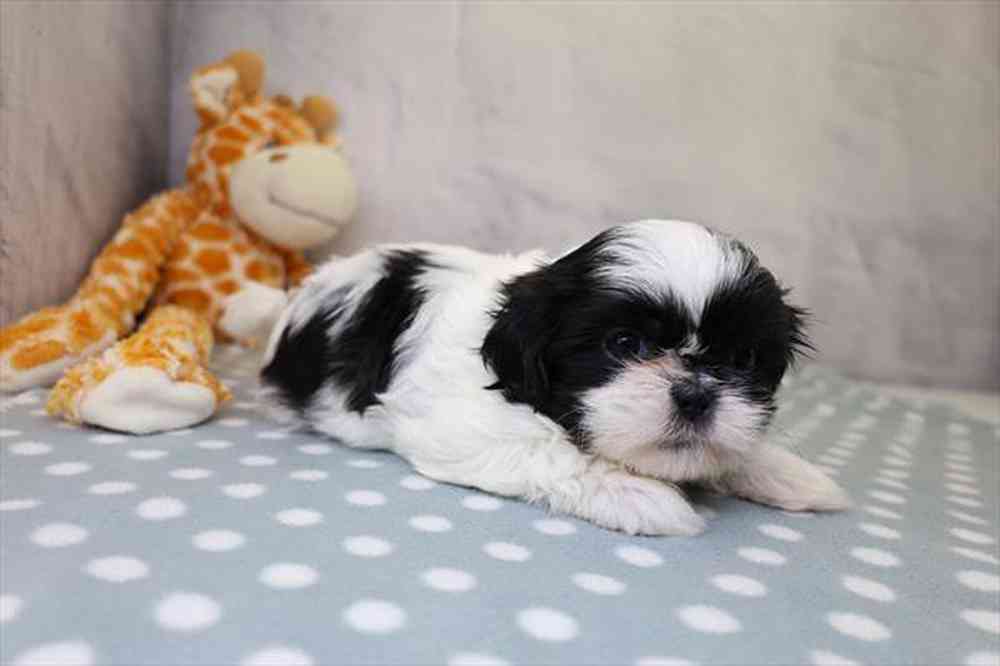 carousel pet images