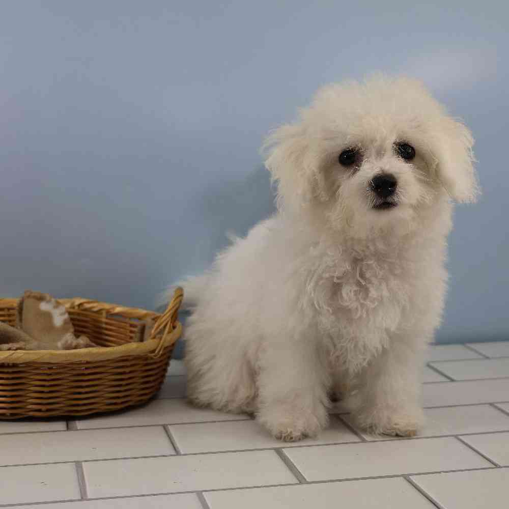 Male Bichon Puppy for Sale in Millersburg, IN
