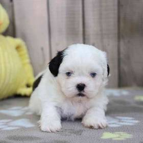 Shih Tzu