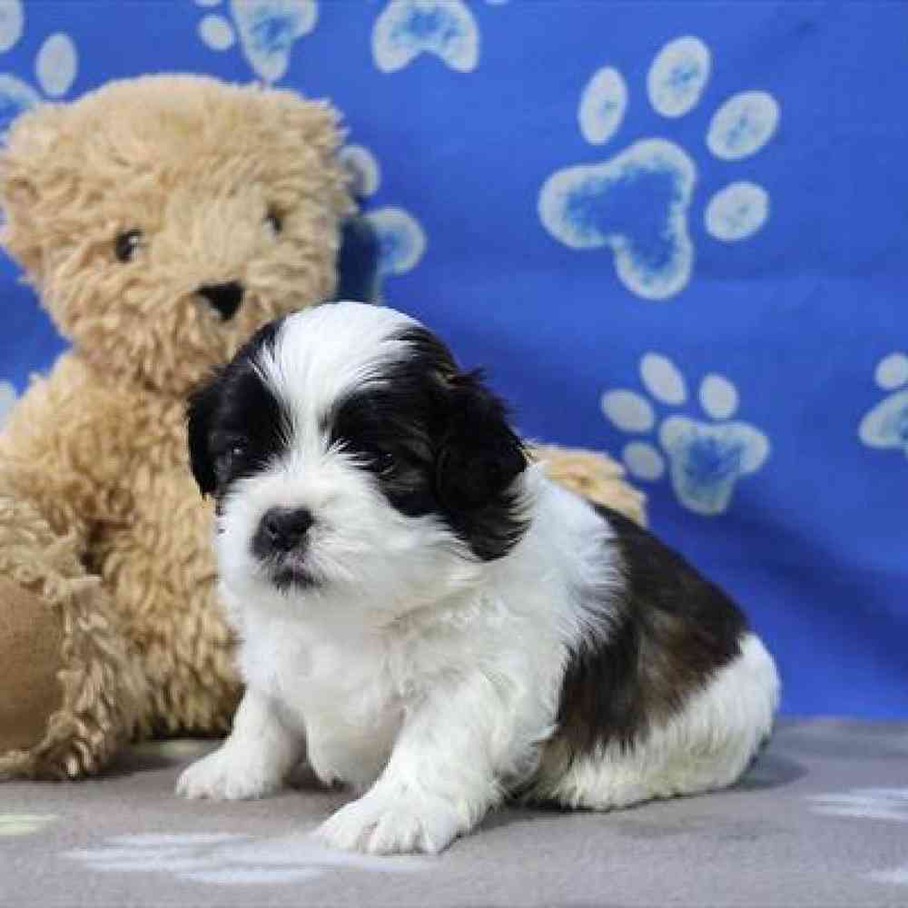 carousel pet images
