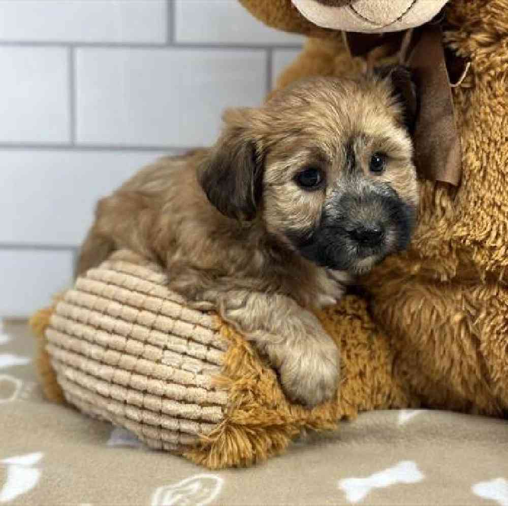 carousel pet images