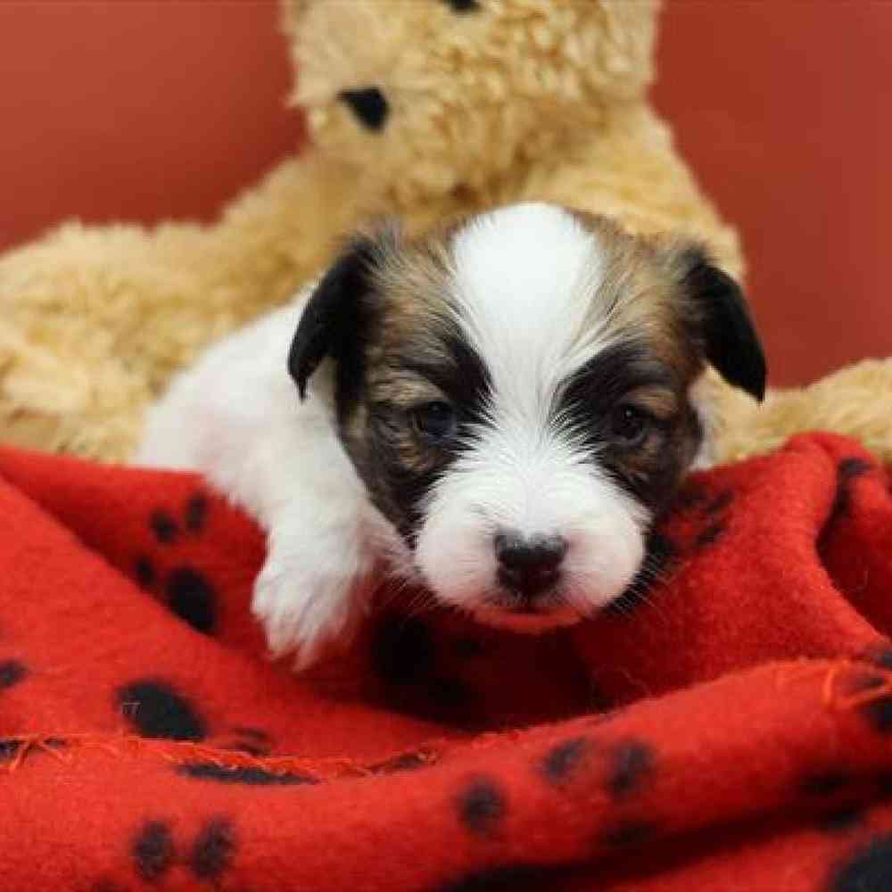 carousel pet images