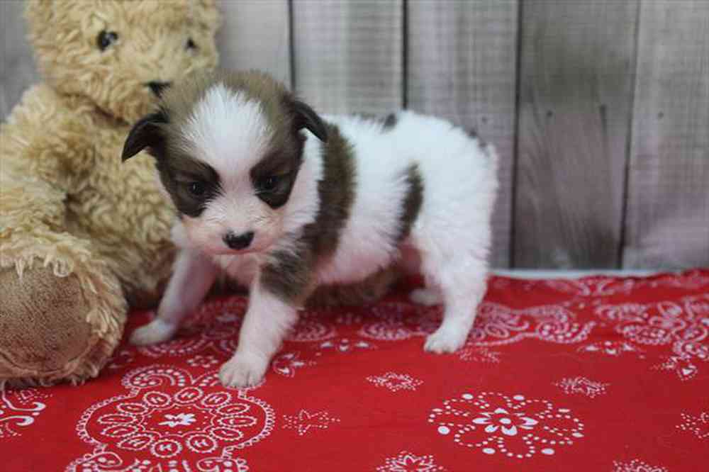 carousel pet images