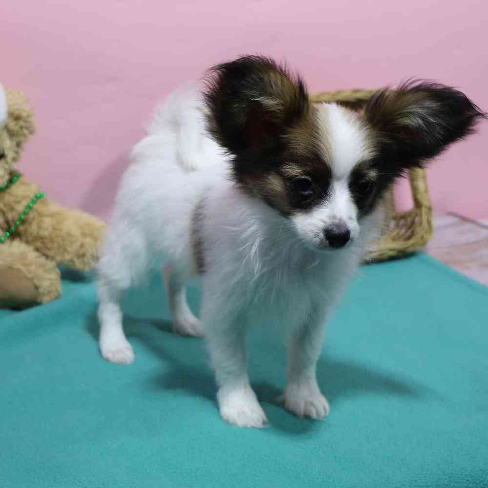 carousel pet images