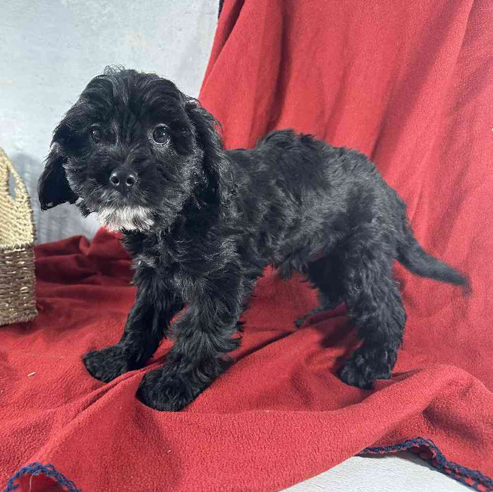 carousel pet images