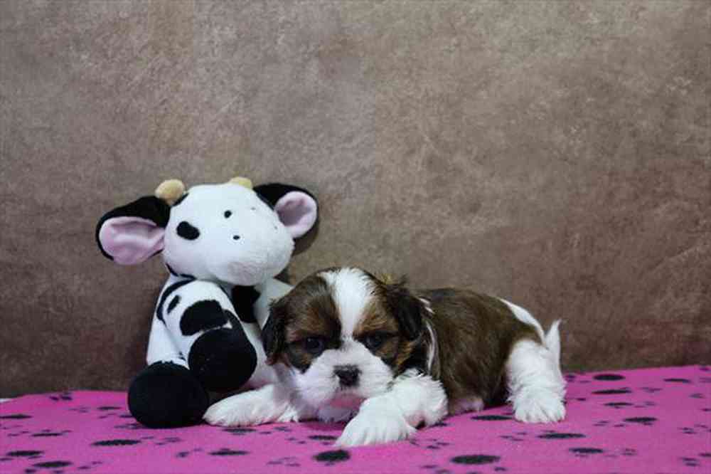 carousel pet images