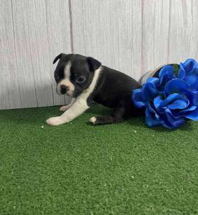 Boston Terrier