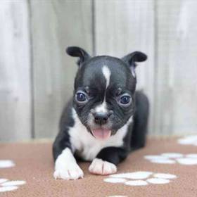 Boston Terrier