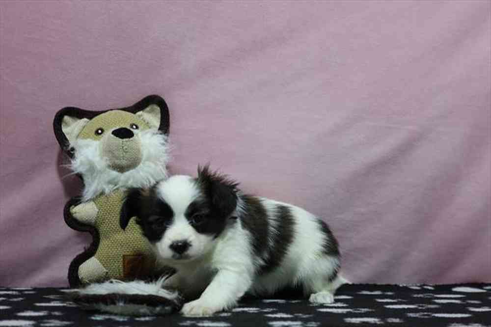 carousel pet images