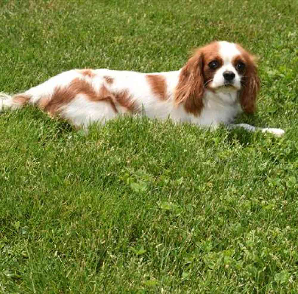 Female Cavapoo Puppy for sale