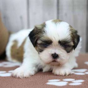 Shih Tzu