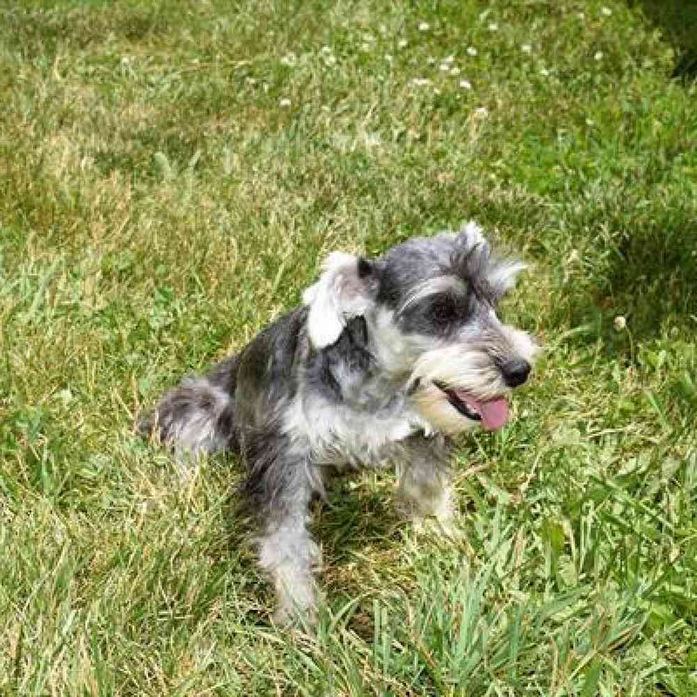 Female Mini Schnauzer Puppy for Sale in Millersburg, IN